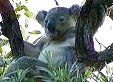 Wilder Koala auf Magnetic Island