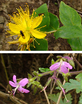 Blumen am Chinobre