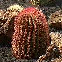 Im Kaktusgarten