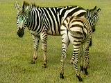 Zebra im Park